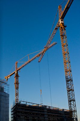 Cranes at sunrise