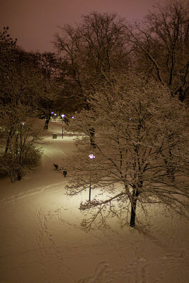 The snowy park at night time