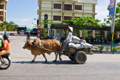 Oxcart