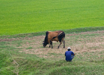 Herding the cattle