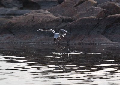 Black headed Gull