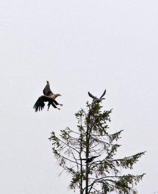 White tailed eagle