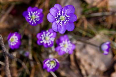 Anemone Hepatica