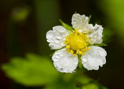 Wet and Wild Strawberry flower