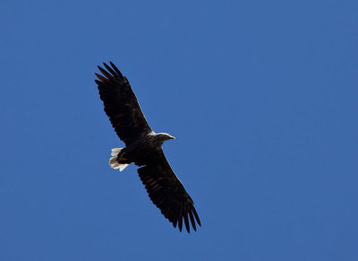 White tailed eagle