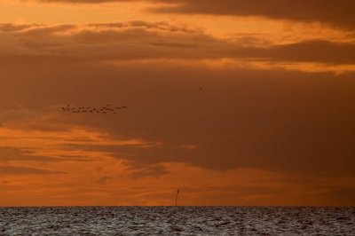 Flying into the sunset