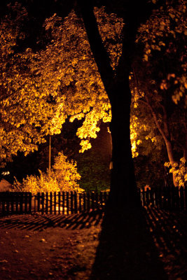 Illuminated maples