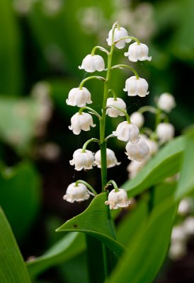 Lilly-of-the-vally