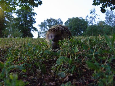 Hedgehog in the park