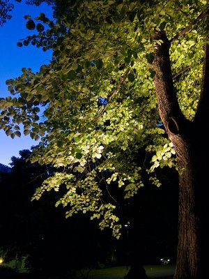 The illuminated tree