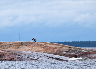 Cormorant after morning swim