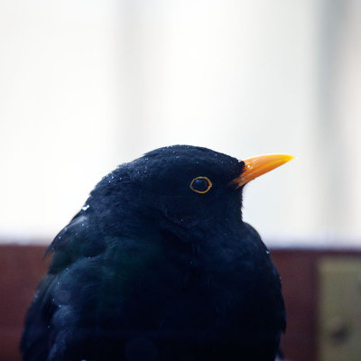 Blackbird in profile