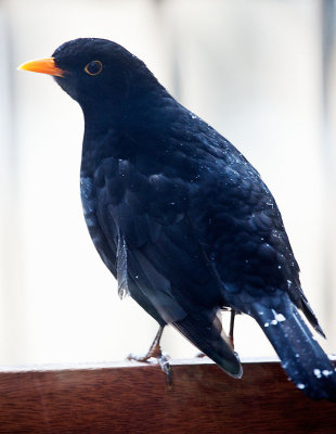 Blackbird after feeding on my balcony