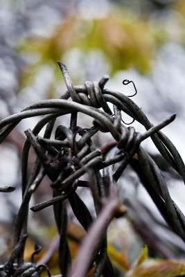 Barbed wire 1