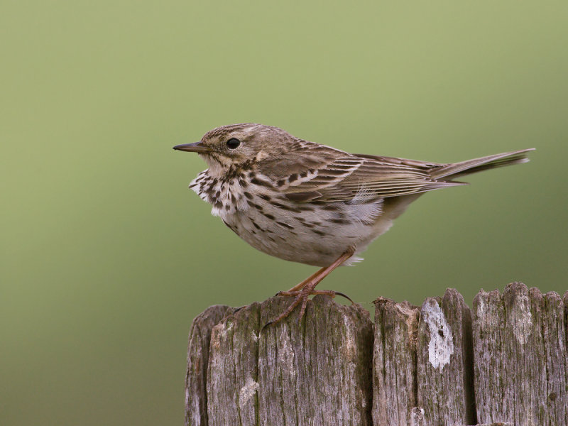 Anthus pratensis - Graspieper - Meadow Pipit