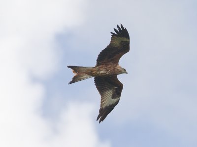 Milvus milvus - Rode Wouw - Red Kite