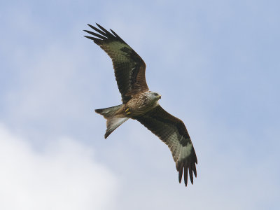 Milvus milvus - Rode Wouw - Red Kite