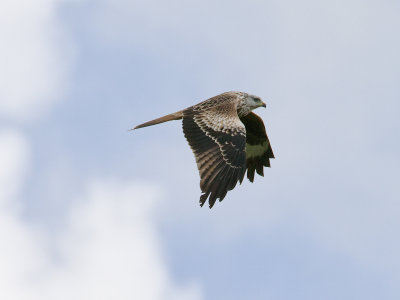 Milvus milvus - Rode Wouw - Red Kite