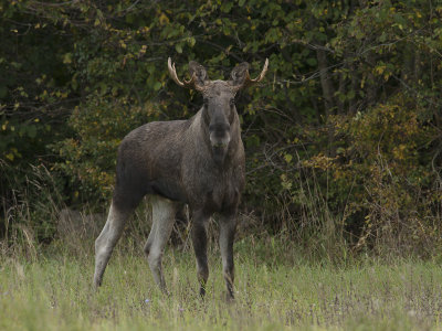 eland