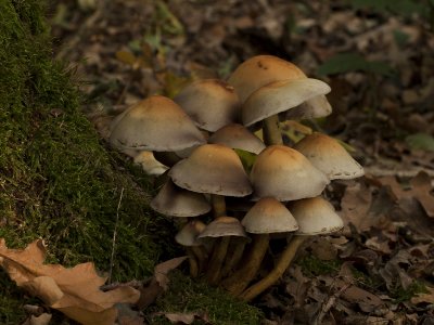 Psilocybe fascicularis - Gewone zwavelkop - Sulpher tuft