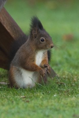 Sculurus Vulgaris - Eekhoorn - Red squirrel