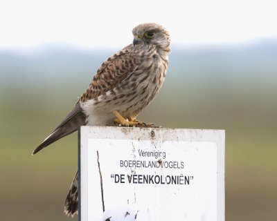 Falco tinnunculus - Torenvalk - Kestrel