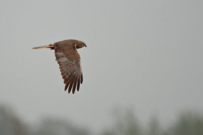 Circus aeruginosus - Bruine Kiekendief - Marsh Harrier