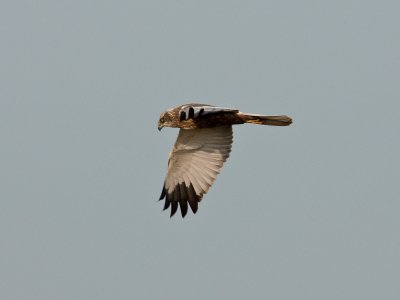 Circus aeruginosus - Bruine Kiekendief - Marsh Harrier