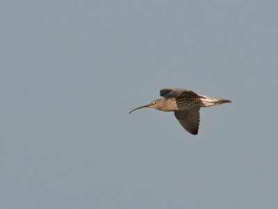 Numenius arquata  - Wulp - Curlew