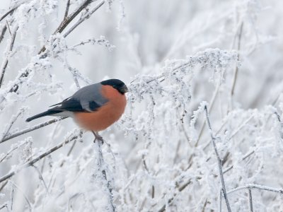 goudvink