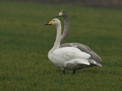 Cygnus cygnus - Wilde Zwaan - Whooper Swan