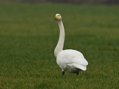 wilde_zwaan