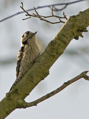 Dendrocopos minor  - Kleine Bonte Specht - Lesser Spotted Woodpecker