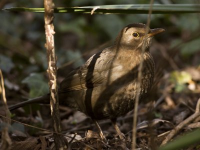 Turdus merula - Merel - Blackbird