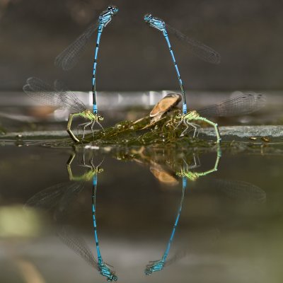 Coenagrion puella - Azuurwaterjuffer - Azure Damselfly