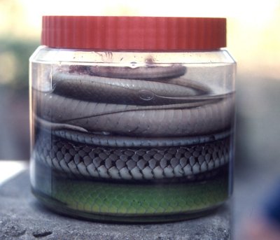 pickled snakes.jpg