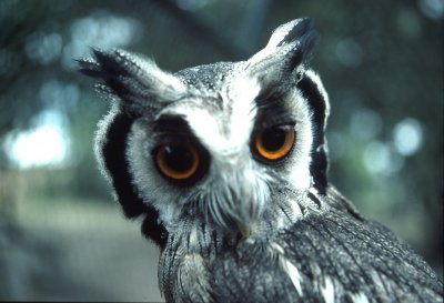 whoose owl.jpg