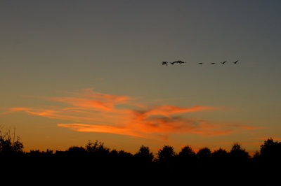 Canadian Geese at sunset