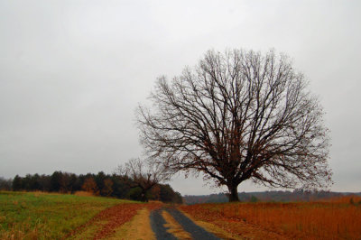 NC Countryside