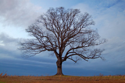 Solitary Tree