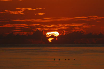 Florida Sunrise with Pelicans