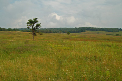 Big Meadow, Shenandoah National Park, VA