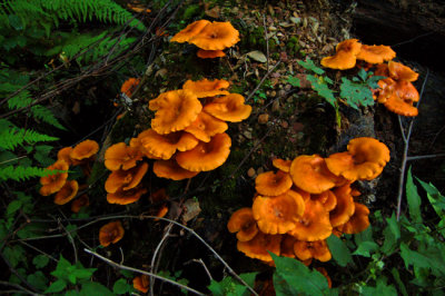 Mushrooms in Shenandoah National Park