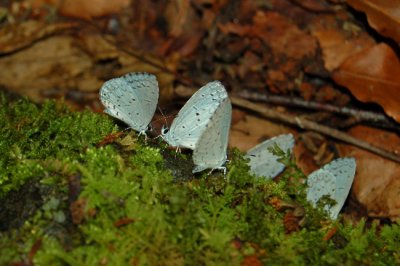 Summer Azure Butterflies, Great Smoky Mountains National Park
