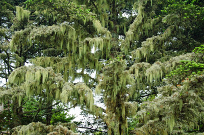 Mt Mitchell State Park, NC