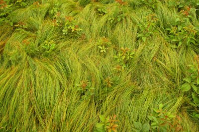 Grassy Bald, Craggy Gardens, NC