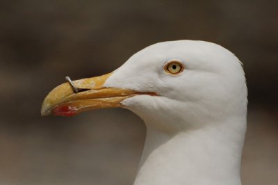 Gull with a hook? in its beak.