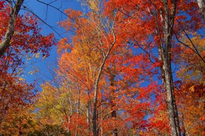 Pisgah National Forest