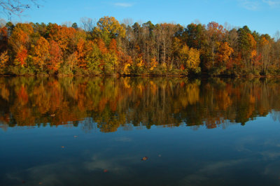 Fall leaves Andrew Jackson State Park, SC