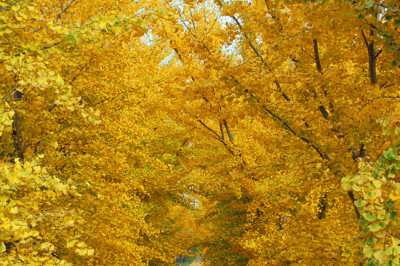 Ginko trees Fall Peak